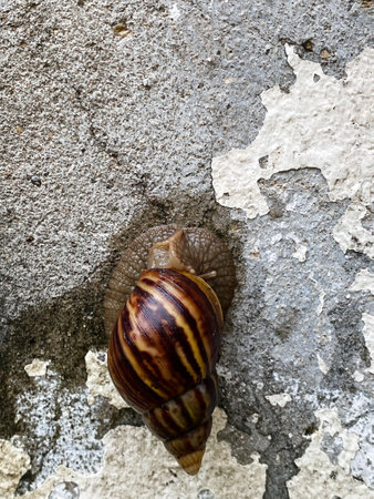 Close up of a brown snail (at the bottom of a picture) crawling on old  white concrete wall at daytime in vertical view.の写真素材
