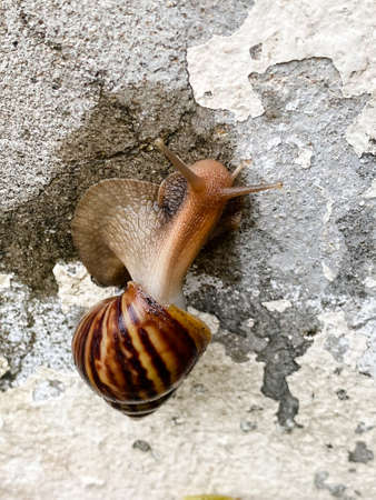 Close up of a brown snail crawls on white old concrete wall at daytime in vertical view.の写真素材