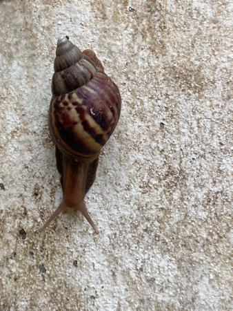Close up of a brown snail (on the left of a picture) crawling on old  white concrete wall at daytime in vertical view.の写真素材