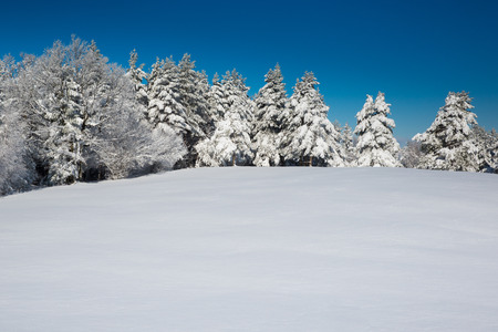 Idyllic winter scene with forest and fresh snowの写真素材