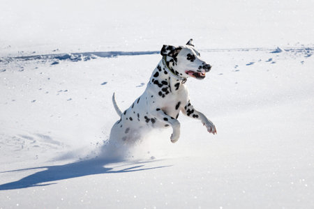 Dalmatian dog running and jumping in snowの写真素材