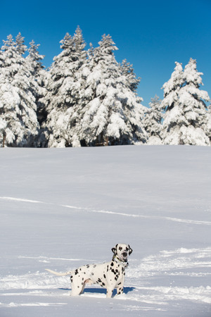 Dalmatian dog standing and looking in snowの写真素材
