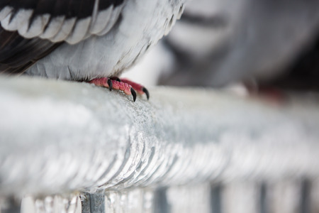 Detail of pigeon feet on a fence full of sleet and iceの写真素材
