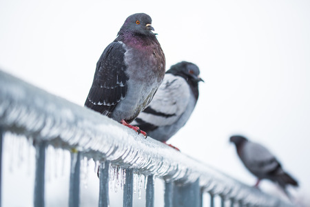Pigeons on a fence full of sleet and iceの写真素材