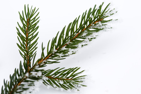 Isolated frosty spruce branch on white backgroundの写真素材