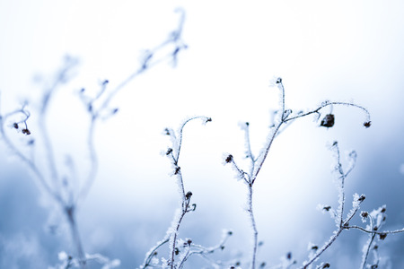 Frosted grass and plants in winterの写真素材
