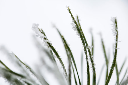 Isolated frosty pine branch on white background