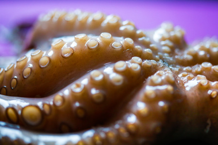 Octopus tentacles close upの写真素材