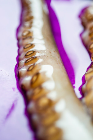 Octopus tentacles close upの写真素材