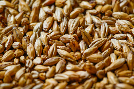 Close up of barley seeds for beer productionの写真素材