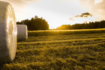 Barley field in golden glow of evening sun with silage rolls