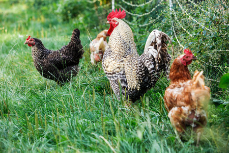 Rooster with its hens on a green pasture, moving freelyの写真素材