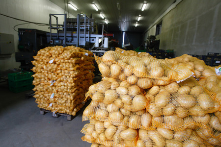 Bagged potatoes, prepared for transport and saleの写真素材