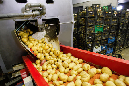 Cleaned potatoes on a conveyor belt, prepared for packingの写真素材