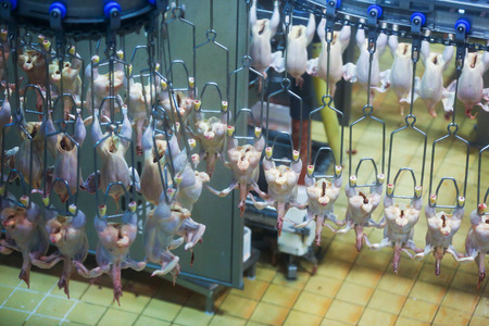 Processed chicken meat hanging on a conveyor belt in factoryの写真素材