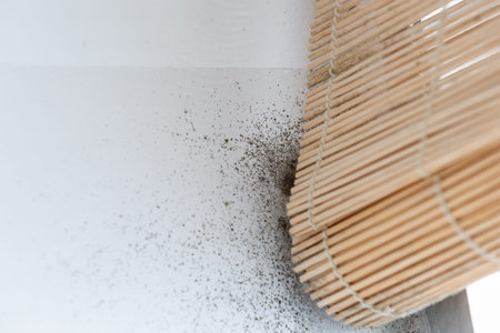 A wall with harmful, spreading black mold  around the blinds