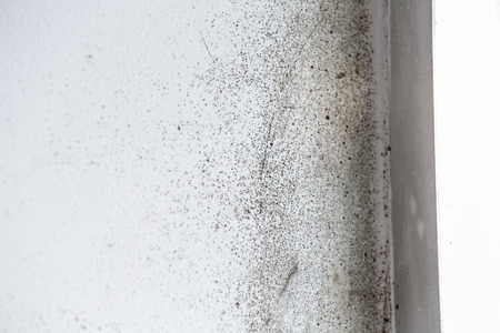 A wall with harmful, spreading black moldの写真素材