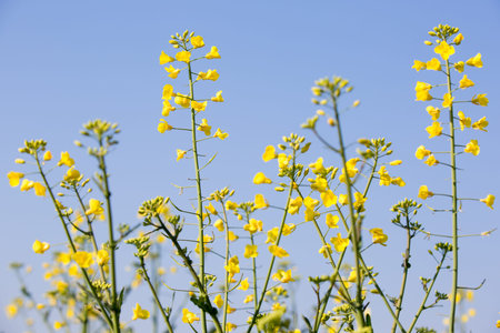 GMO rapeseed plants on a huge field for production of biodiesel