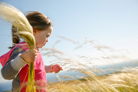 Cute little girl picking and gathering brown grasses on a meadow with the wind blowing through her long hair and sea in the background. Allergy, hay fever and hypersensitivity concept.の写真素材
