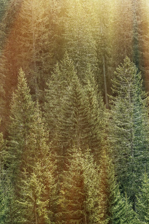 Healthy, big green coniferous trees in a forest of old spruce, fir and pine trees in wilderness area...