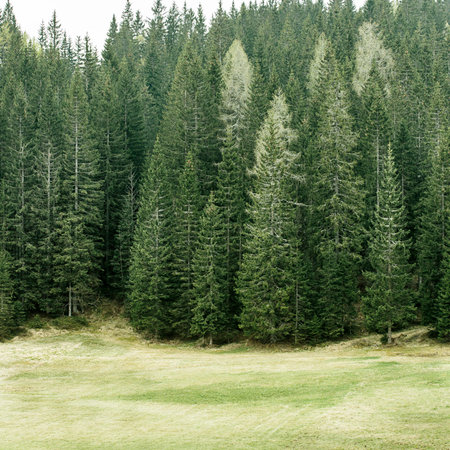 Healthy coniferous trees in forest of old spruce, fir, larch and pine trees in wilderness area with...