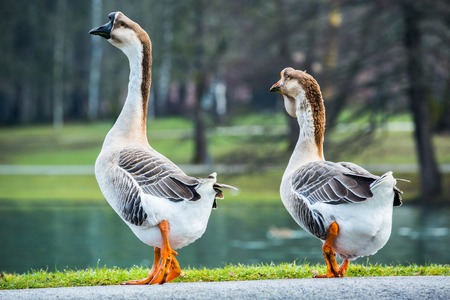 Pair of white Chinese geese, domesticated breed of swan geese (Anser cygnoides) in a park, walking to a shore of a pond. Couples quarrel concept.の写真素材