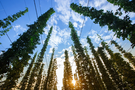 Common hop (Humulus lupulus) from below against blue sky, lit by sunlight, ripe for picking and used as raw material for beer production. Organic agricultural industry, beer production, raw materials concept.の写真素材
