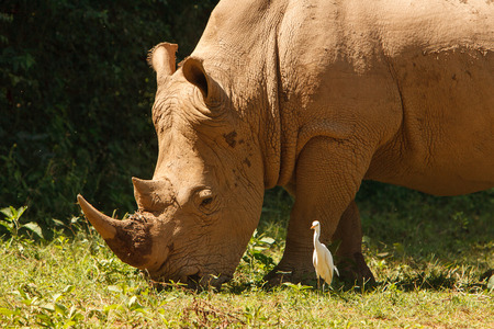 Threatened white, square-lipped rhinoceros Ceratotherium simum, grazing on fresh grass. Wildlife observation and conservation, tourist safari, animals in the wild concept.の写真素材