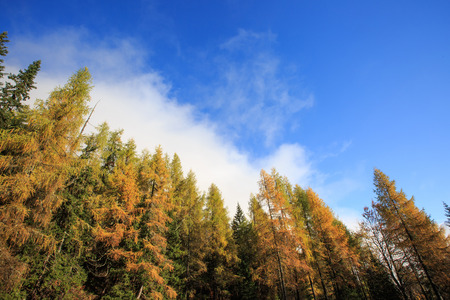 Dense coniferous autumn mountain forest in magical morning light, with dawning sun through the mist. Seasons changing, weather, low clouds, unique sunlight concept, textured background.の写真素材