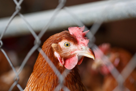 Portrait of a farm egg-laying hen, living in confined spaces in an industrial facility, being locked behind a fence. Animal abuse, living in captivity, food industry concept.の写真素材