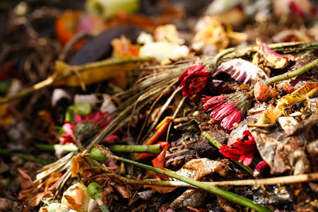 Organic biological kitchen waste, rotten food and leftovers from cooking, prepared for composting....
