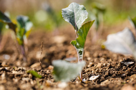 Cauliflower (Brassica oleracea) plants in freshly plowed and fertilized soil. Self-supply, organic food production, home gardening concept.の写真素材