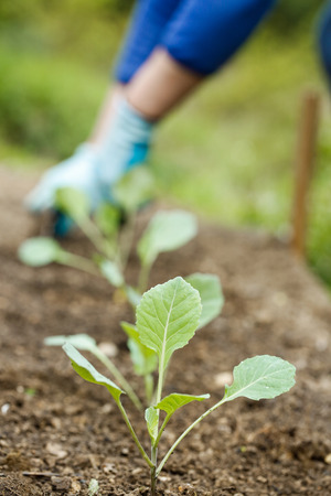 Closeup of young broccoli seedlings with gardener planting, plowing the seedlings in freshly ploughed garden beds in the background. Organic gardening, healthy food, self-supply and housework concept.の写真素材