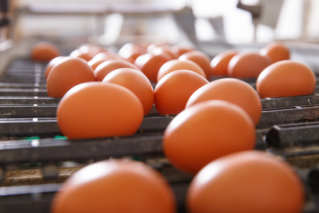 Fresh and raw chicken eggs on a conveyor belt, being moved to the packing house. Consumerism, egg production, automated business, organic farming concept.の写真素材