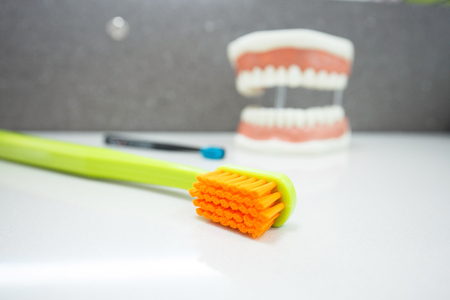 Toothbrushes with upper and lower jaw dental model in the background. Proper cleaning, dental hygiene education and prevention concept and background.の写真素材