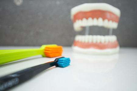 Toothbrushes with upper and lower jaw dental model in the background. Proper cleaning, dental hygiene education and prevention concept and background.
の写真素材