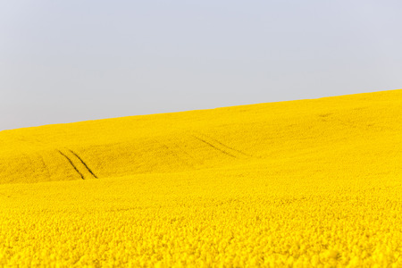 Extensive field of rapeseed with blue sky in the background. Intensive agricultural production, fuel dependency, agriculture and energy industry concept, background and copy space. 
の写真素材