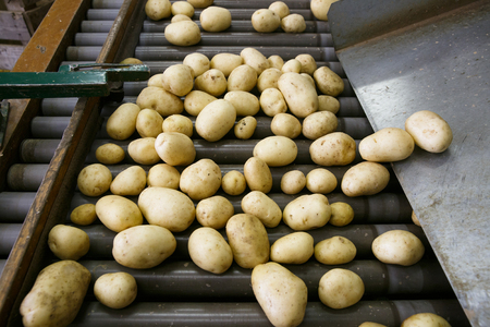 Fresh, cleaned and sorted potatoes on a conveyor belt. Automated agriculture, technology, drought prevention, industry, food production and farming concept.の写真素材