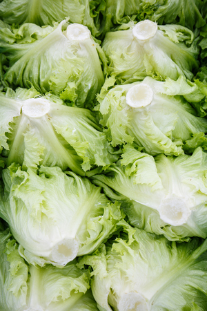 Freshly cut lettuce heads packed for transportation. Agriculture industry, fresh produce, mass production and commercial trade concept. の写真素材