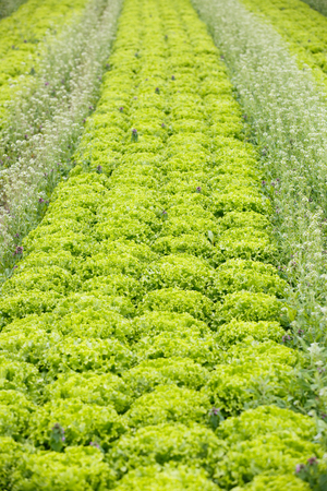 Field with rows of grown lettuce heads, ready for harvesting. Agriculture industry, fresh produce, mass production and commercial trade concept and textured background.の写真素材