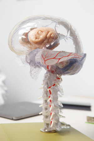 3D model of human brain with spinal cord. Dementia, alzheimers, brain stroke, brain disease and...