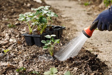 Gardener watering freshly planted seedlings in garden bed for growth boost with shower watering gun. Organic gardening, healthy food, nutrition and diet, self-supply and housework concept.の写真素材