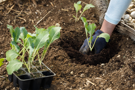 Gardener planting cauliflower seedlings in freshly ploughed garden beds. Organic gardening, healthy food, nutrition and diet, self-supply and housework concept.の写真素材