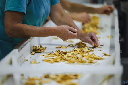 Sliced and dried apples on a conveyor belt in food processing facility. Healthy fruits, food...