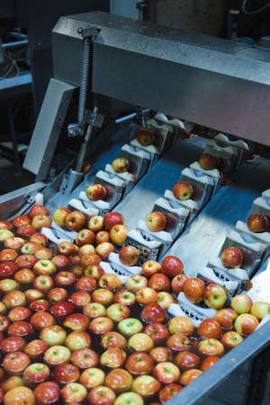 Clean and fresh apples before grating and cutting in food processing facility. Healthy fruits, food production and automated food industry concept.の写真素材