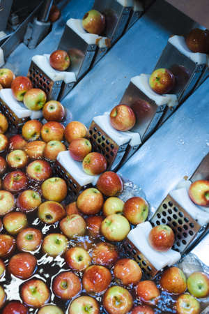Clean and fresh apples before grating and cutting in food processing facility. Healthy fruits, food production and automated food industry concept.の写真素材