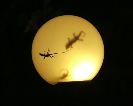 Gecko's on and in a Light fixtureの写真素材