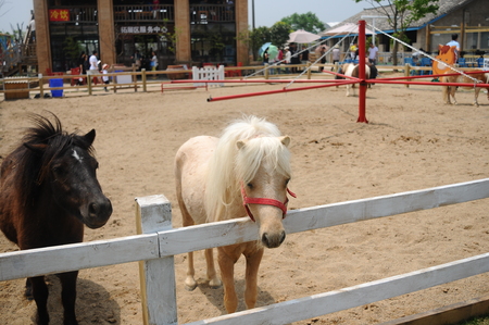 Horseのeditorial素材