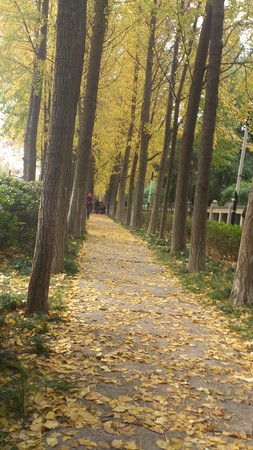 Natural scenicのeditorial素材