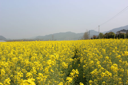 canola flowersの写真素材